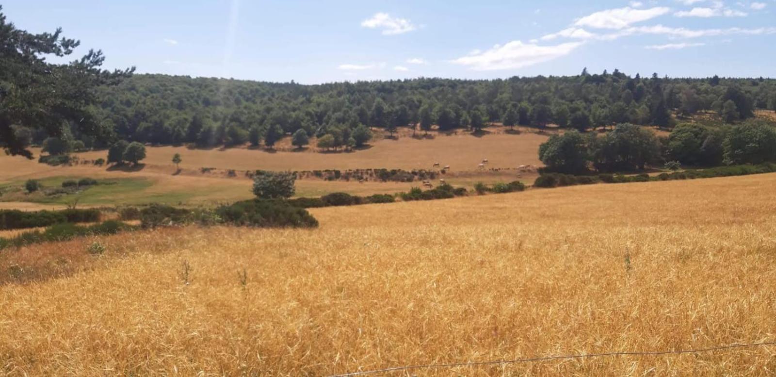 Gite Le Petit Nice Pradelles Exteriör bild